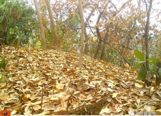 獨家 | 虎斑地鶇光臨華僑城濕地？鳥類專家確定繫懷氏虎鶇