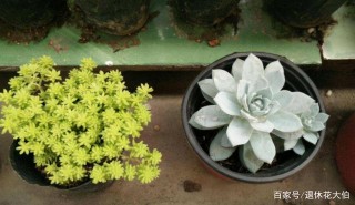 夏季盆栽多肉植物，天熱如何澆水合適？
