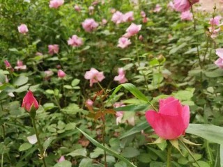 院子裡養的月季花注意適當修剪，才能每年開出新的花朵