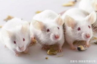 為何科學家總要拿小白鼠做實驗？其實都是有原因的？