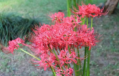 居家養花有講究，5種花別擺在室內，寓意不好還“敗家”