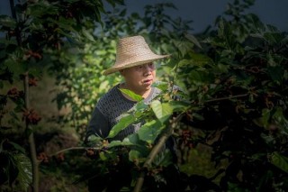 小小桑葚果，成了全村人的財富密碼