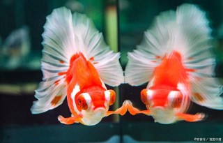 養觀賞魚需常備這幾樣東西，純靠經驗不如科學掌控，水質很重要
