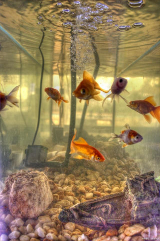 養觀賞魚，教新手如何翻缸~