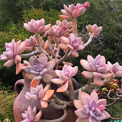 新手養多肉植物，學會澆水是關鍵，教你兩招肉肉厚實顏色美