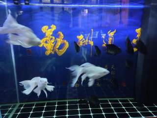 白色觀賞魚，對水質要求特別高，更何況魚鰭柔軟、超薄的蝴蝶鯉？