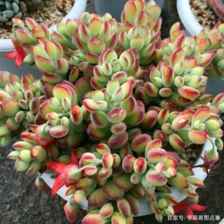 五種自帶“體香”的多肉植物，一盆栽在陽台，香噴噴