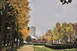 上海銀杏浪漫指南：漫步黃浦，邂逅金色夢境_Romance_成為了_廣場