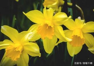 11月中旬，天降桃花雨，紅鸞寄情，出門遇良人，4星座良緣到來