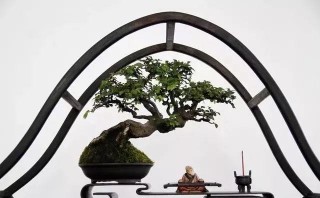 盆景擺設難看，原因何在？老師傅公開秘密，道出7大答案！
