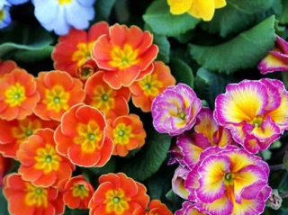 冬季養花不能太隨意。否則養壞了，哭都來不及!