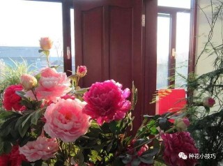 老花匠的小技巧：這樣做輕鬆調節光照，讓花兒健康生長，花開滿屋