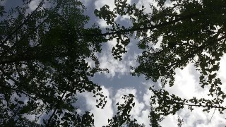 一生都財富加身，註定會一鳴驚人的生肖雞，7月運勢旺起來