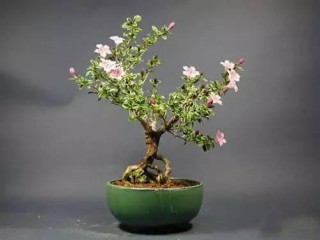 六月雪盆景的製作造型與養護