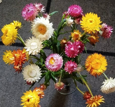 貴州一小姐姐陽台養了5種花，開成花園歲月靜好，多季節有花賞