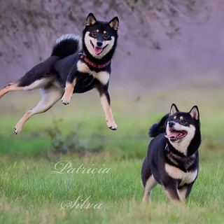 想養柴犬的朋友注意了，史上最全柴犬性格分析來啦！