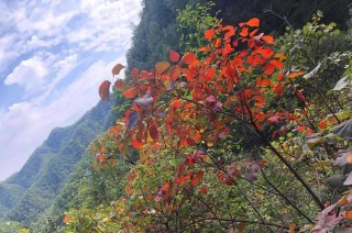 洛陽欒川縣十大旅遊景區之王府竹海，晚秋盛景猶在，適合自駕遊