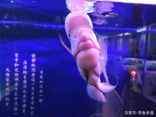 隔天喂魚、或者每周投喂一次，這樣飼養觀賞魚行不行？