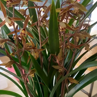 想要墨蘭年年開花？夏天合理養護是“關鍵”，學會了花朵又多又香