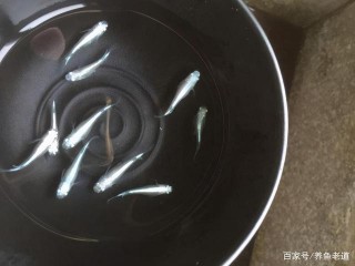 只要有個魚缸或者容器，都能養好觀賞魚，就看我們如何去使用了