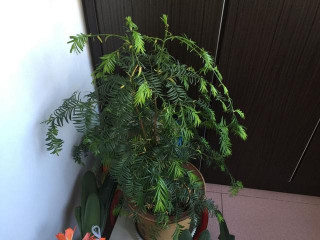 家居紅豆杉栽培，做好4個方面，葉不黃，更顯綠，紅果掛枝頭