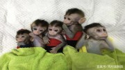 科學家試圖將人類“智慧基因”，轉移給猴子，最終只