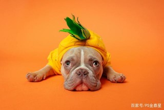 寵物貓，寵物狗的年齡計算法