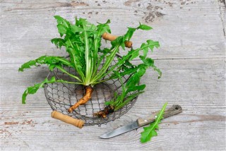 網傳蒲公英能抗癌，可有效消滅癌細胞，是真的嗎？聽聽專家怎麼說