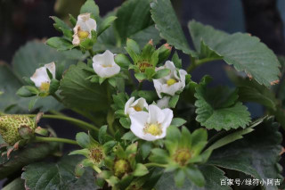 綠符LEAFOR | 喜光盆栽植物草莓