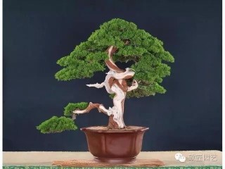 雙干盆景風格作品