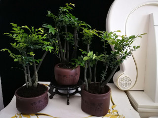 小葉紫檀：盆栽做到此2點，枝葉可散發出香味，讓人神清氣爽