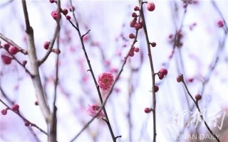 過年期間湖南這些景區開放，快來領取最全遊玩攻略！