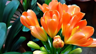 11月過後，這些花葉子不能沾水，以免黃葉黑腐掉花
