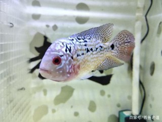 買魚不後悔，後悔別買魚，飼養觀賞魚就該如此簡單的邏輯