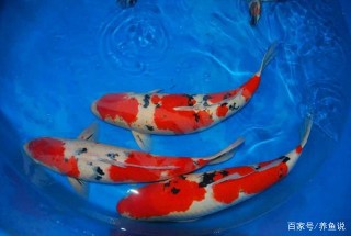給各位水族觀賞魚愛好者的新年祝福，希望接下來我們一起砥礪前行