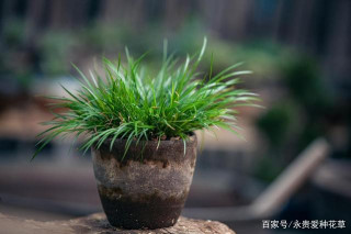遇到4種小植物，不妨帶回家進行養護，裝點出美麗的盆栽