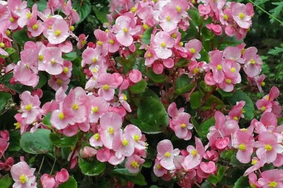 夏天怕淋雨的5種花，多通風少澆水，安全度夏秋涼早開花