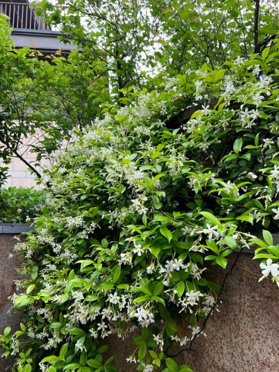 養花經常做錯6件事，難怪花花狀態越來越差，來看看你中了幾招？