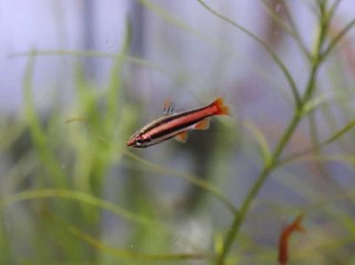 飼養觀賞魚要給魚缸裏加鹽嗎？話說魚缸下鹽的那些事