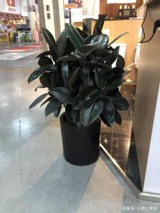 起居室裏一盆鎮宅花，美化家居，旺家宅，愈養愈興