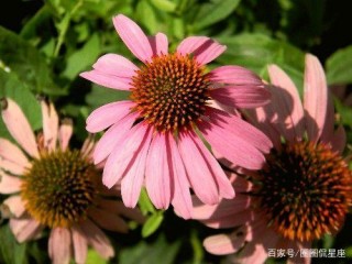 5月下旬，桃花漫天飛，獨得月老寵幸，感情有望牽手成功的星座