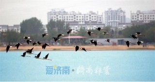 水坑、泥地……請叫我濕地，我可是“地球之腎”！