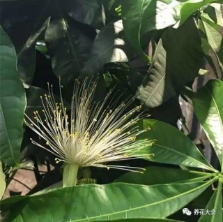 發財樹君子蘭這麼養，不僅年年開花，還能結果子！