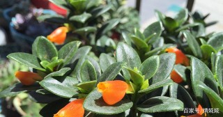新晉網紅盆栽綠植，葉美花美，四季開花，室內也能養，你值得擁有