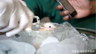 為什麼科學家總拿小白鼠做實驗？生物學家說出實情，不只是便宜