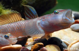 為什麼養魚多年的老魚友，回歸童年喜好，開始飼養原