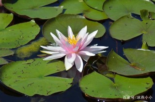 下周4大星座愛情運勢：桃花逆襲在即，開門迎良緣，開啟幸福人生