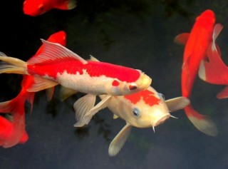 世界上最名貴的6大觀賞魚，第一名堪稱魚類中的“邁巴赫”