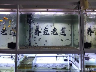 本來飼養觀賞魚是個樂事，為什麼很多新魚友總是煩惱不斷？