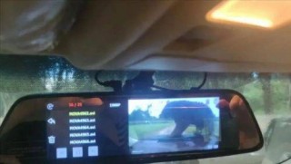 驚險！汽車在野生動物園猛獸區停留，突然一只黑熊爬上車頂！
